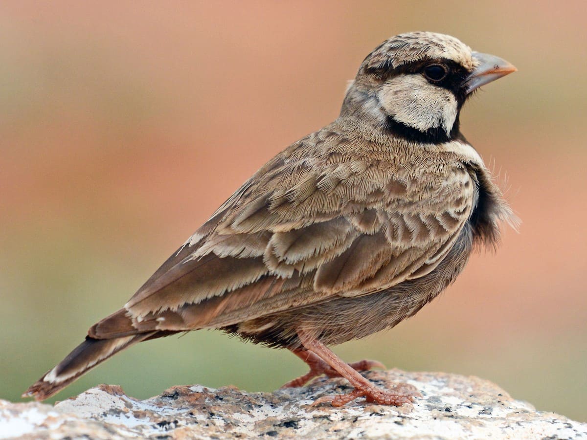 Ashy-crowned Sparrow-Lark (Ashy-crowned Finch-Lark)